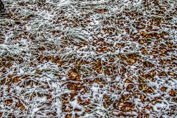 Herbst Lässt Gras Schnee — Stockfoto