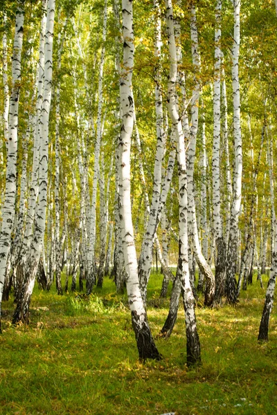 Gelber Birkenwald Spätherbstliche Naturlandschaft — Stockfoto