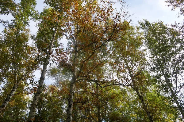 Vidoeiro Vista Floresta Para Céu Natureza Outono — Fotografia de Stock