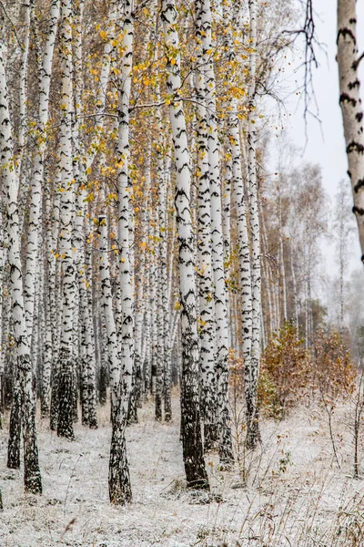 İlk kar huş ağacı orman manzara kış