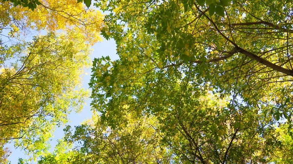 树叶从下面到天空 秋天的风景 — 图库照片