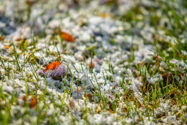 Hierba Verde Nieve Borrosa Fondo Bokeh —  Fotos de Stock