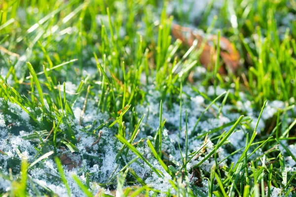 Verde Erba Neve Offuscata Sfondo Bokeh — Foto Stock