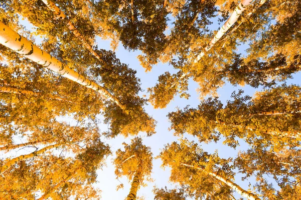 Yellow Birch Leaves Sky Autumn Background — Stock Photo, Image