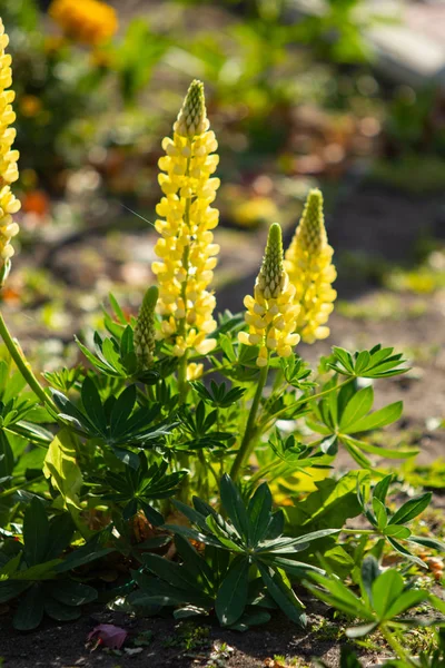 Lupinus Flores São Brilhantes Com Natureza Folhagem Verde — Fotografia de Stock