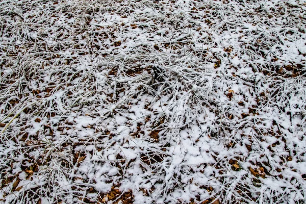 Inverno Prima Neve Betulla Foresta Paesaggio — Foto Stock
