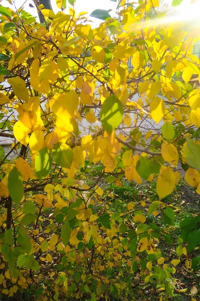 Otoño Bosque Paisaje Naturaleza — Foto de Stock