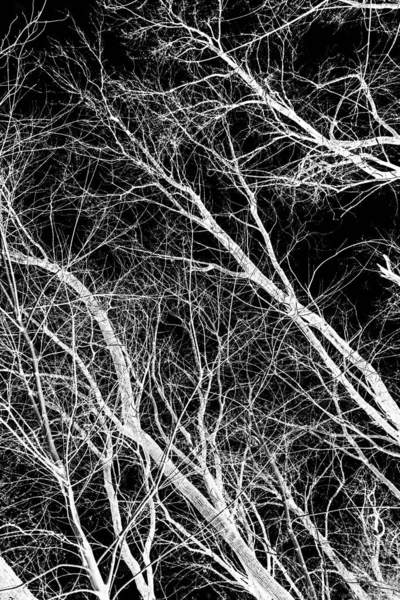 Branches Arbre Silhouette Blanche Sur Fond Noir — Photo