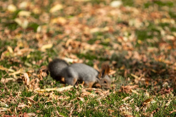 잔디에가 숲에서 다람쥐 — 스톡 사진