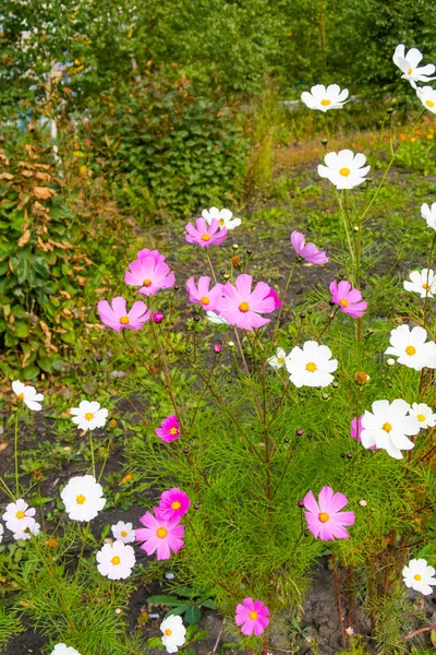 コスモスの花 自然のクローズ アップ風景 — ストック写真