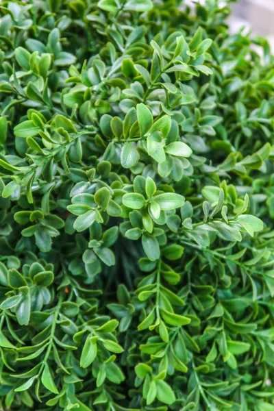 人工植物緑花 — ストック写真