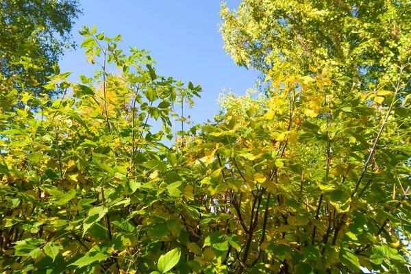 Leaves Trees View Sky Autumn Landscape — Stock Photo, Image