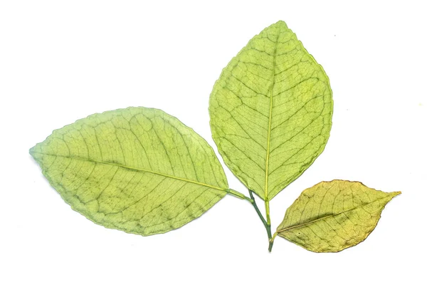 Beyaz Arkaplanda Yeşil Yaprak — Stok fotoğraf