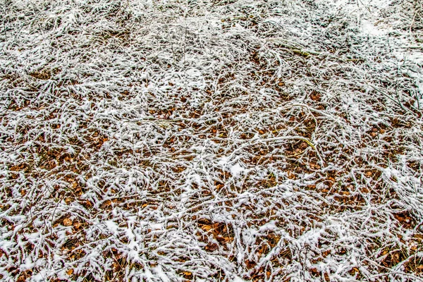 Tall Green Grass Snow — Stock Photo, Image