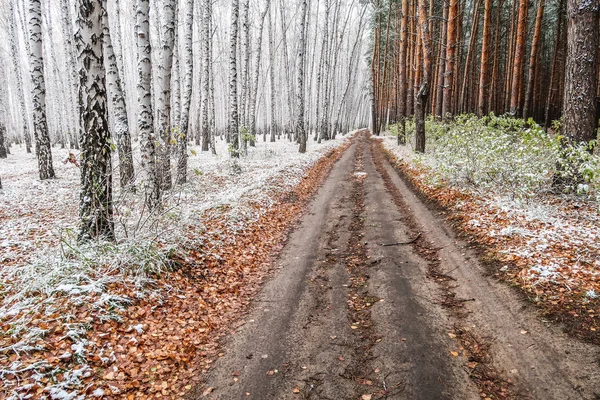 Kış ormanı boyunca yol