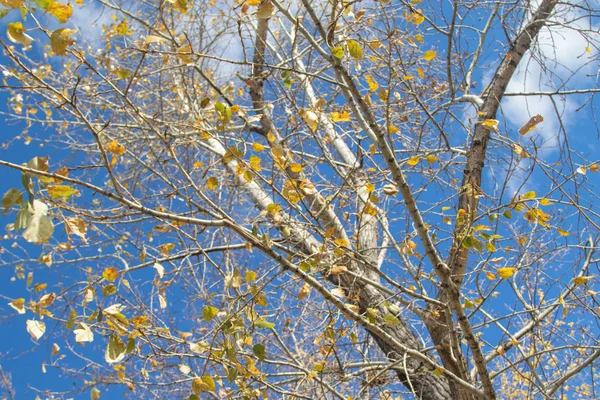 秋の木の枝が空に表示します — ストック写真