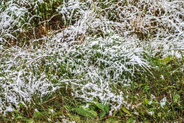 Erba Verde Alta Nella Neve — Foto Stock