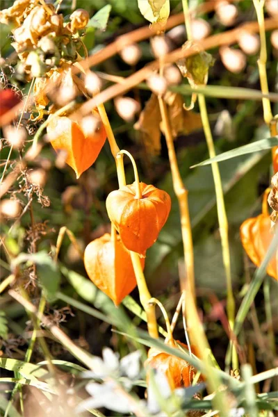 Herbst Physalis Physalis Pflanze Trockenen Feldgras Der Sonne — Stockfoto