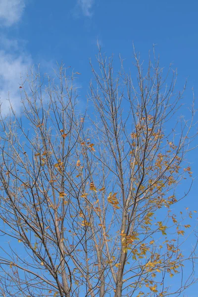 Ramas Árboles Otoño Vista Cielo — Foto de Stock