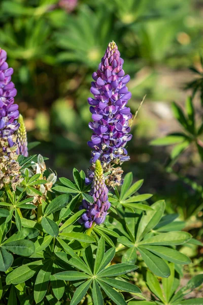 Lupinus Flores São Brilhantes Com Natureza Folhagem Verde — Fotografia de Stock