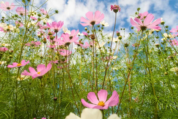 Cosmos çiçekler, görüntülemek aşağıdan gökyüzüne doğru