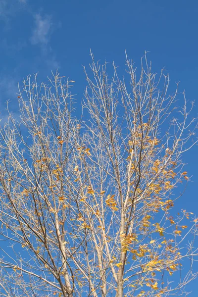 Осінні Гілки Дерева Вид Небо — стокове фото