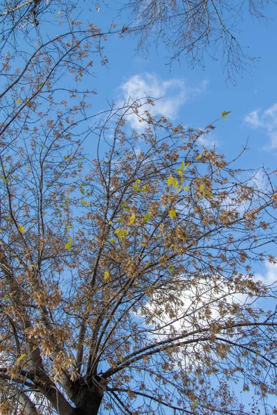 Herbstliche Äste Blick Den Himmel — Stockfoto