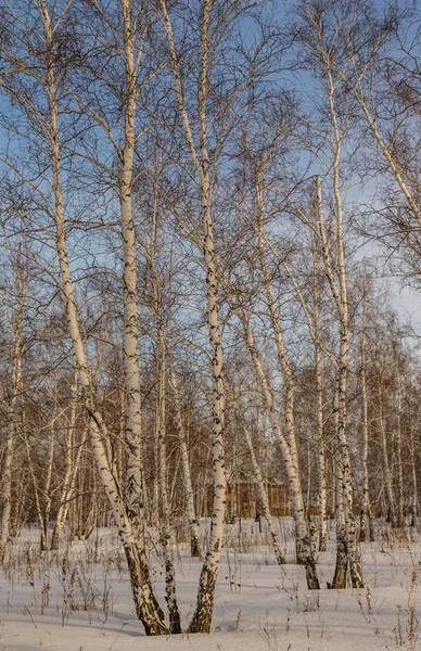 Berk Bos Natuur Winterlandschap — Stockfoto