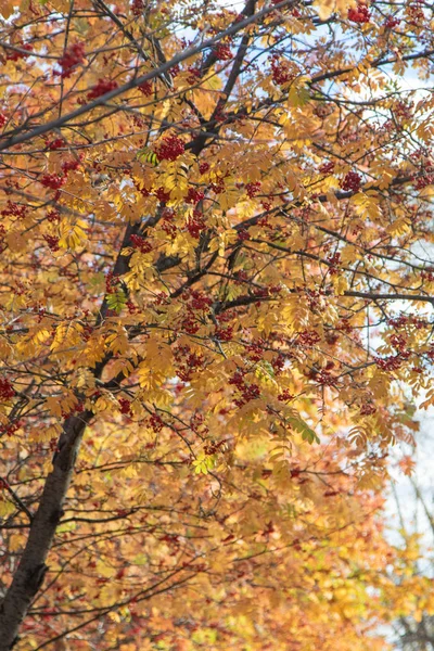 Podzimní Strom Jeřabina Světlé Barvy Přírody — Stock fotografie