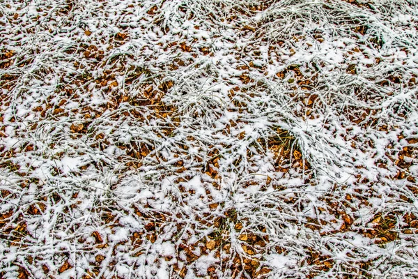 Осінь Листя Трави Снігу — стокове фото