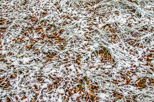 Otoño Deja Hierba Nieve — Foto de Stock