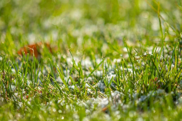 緑の草雪に背景のボケ味がぼやけています — ストック写真