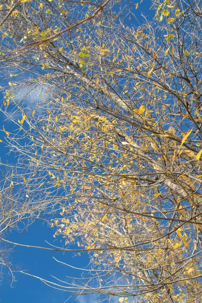 Herbstliche Äste Blick Den Himmel — Stockfoto