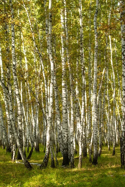 Foresta Betulle Gialle Paesaggio Naturale Fine Autunno — Foto Stock