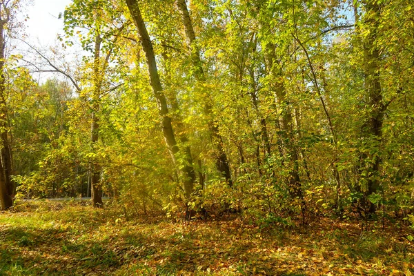 秋天森林风景自然 — 图库照片