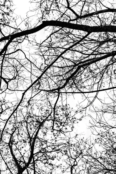 Arbre Branches Silhouette Sur Fond Blanc — Photo