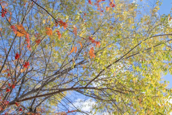 Jesienią Gałęzie Drzewa Widok Niebo — Zdjęcie stockowe