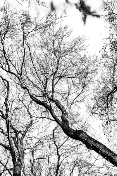 白い背景の木の枝シルエット — ストック写真