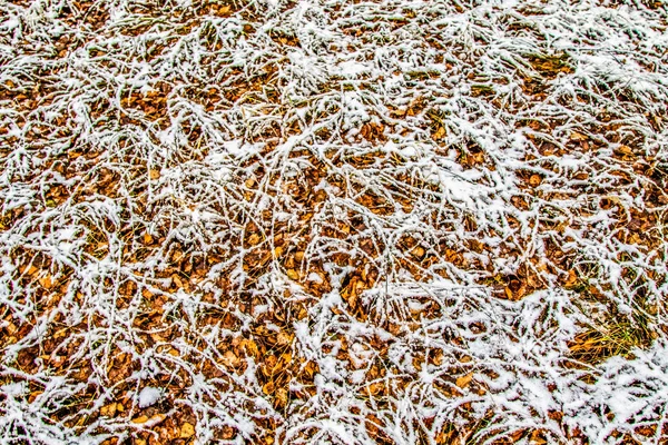 Pitkä Vihreä Ruoho Lumessa — kuvapankkivalokuva