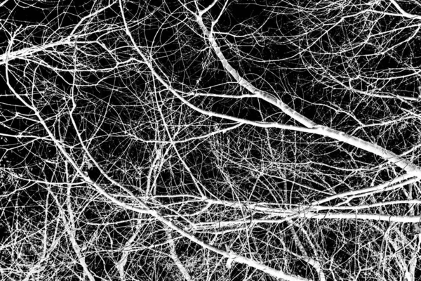 Κλαδιά Δέντρου Λευκή Σιλουέτα Μαύρο Φόντο — Φωτογραφία Αρχείου