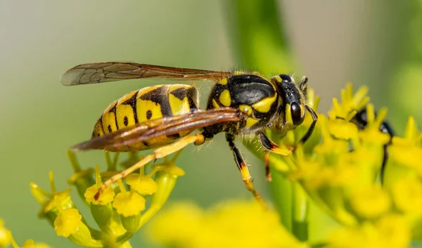 Wasp Close Een Gele Bloem Intreepupil — Stockfoto