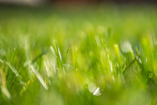 Herbe Verte Fond Flou Bokeh — Photo