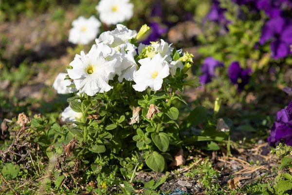 Tagetes Kleine Bloemen Veel — Stockfoto