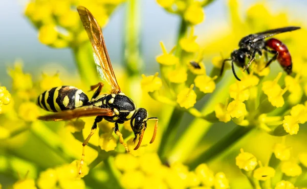 蜜蜂在黄色的春花 — 图库照片