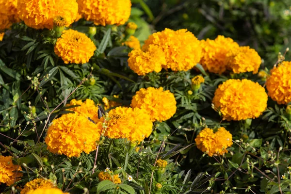 Marigolds Kis Virágok Sok — Stock Fotó