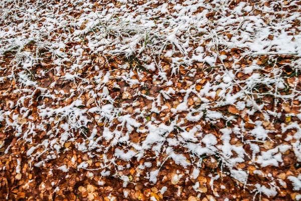 Podzim Listí Trávu Sněhu — Stock fotografie