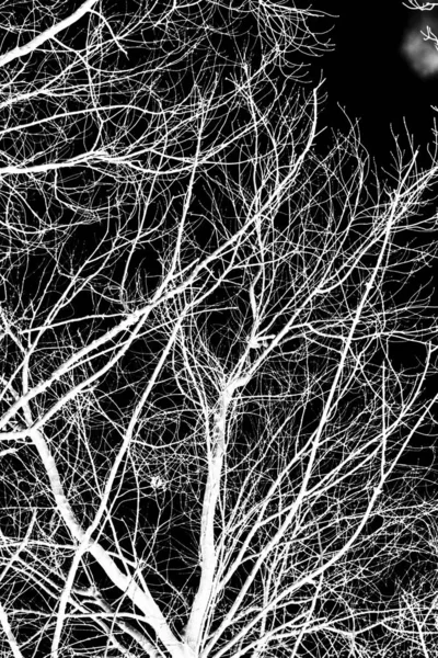 Branches Arbre Silhouette Blanche Sur Fond Noir — Photo