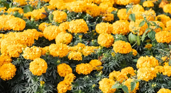 Ringelblumen Kleine Blüten Viele — Stockfoto