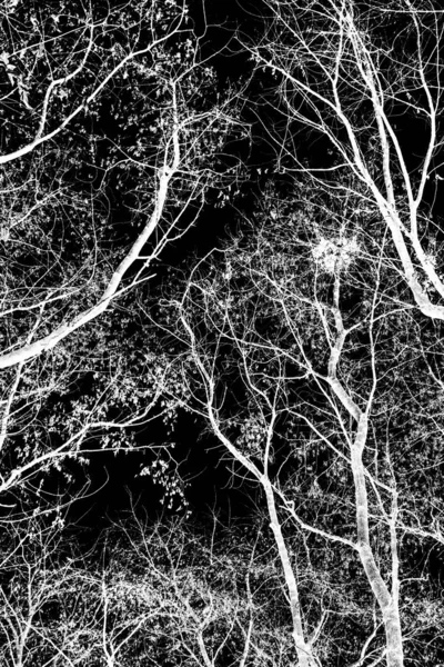 Branches Arbre Silhouette Blanche Sur Fond Noir — Photo