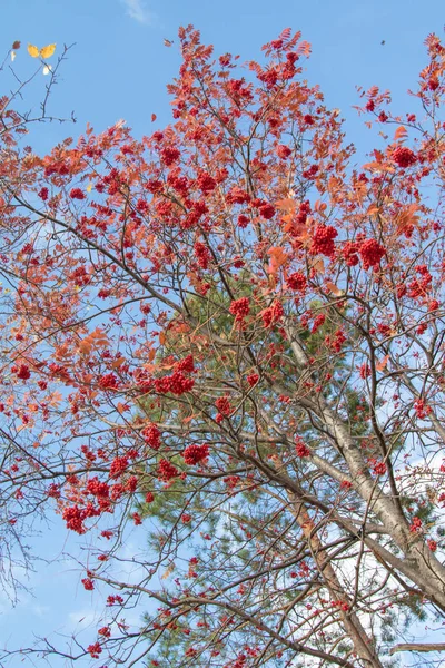 Träd Ashberry Ljusa Höstfärger Naturen — Stockfoto